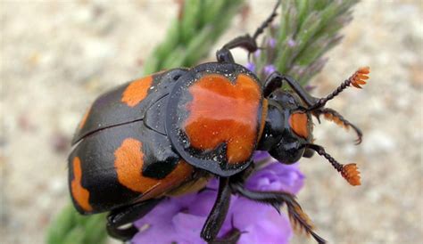 American burying beetle