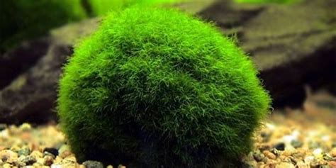 Marimo Moss Ball - The Aquarium Guide