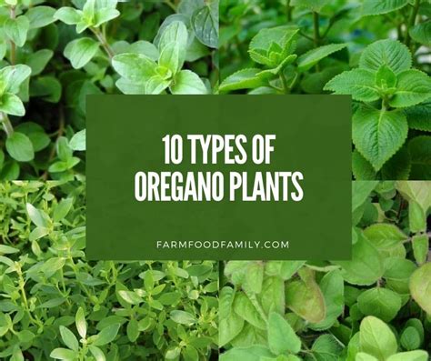 10 Different Types of Oregano Plants: Their Uses and Benefits (Pictures)