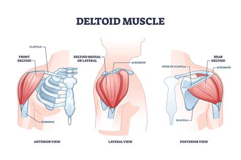 How to grow Deltoid Muscle?