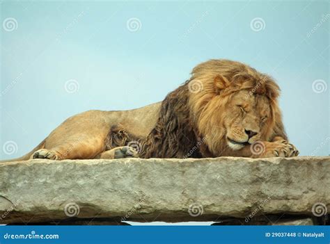 Sleeping Beauty stock photo. Image of animals, wildlife - 29037448