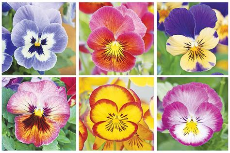 Cool Temps; Happy Faces: Pansies for color in your fall garden ...