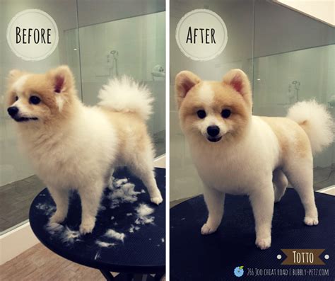 Bubbly Petz // Grooming kindness starts here. | Dog grooming salons ...