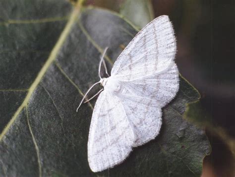 Description and photographs of the moth: Common White Wave Cabera ...