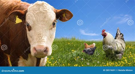 Farm Animals on Green Field Stock Image - Image of grazing, summer ...