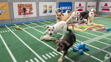 Who Won Puppy Bowl Mvp