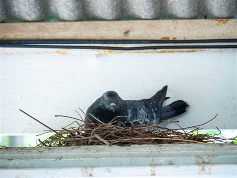 Nesting Pigeons? Signs, Habits & Problems - Your Questions Answered ...