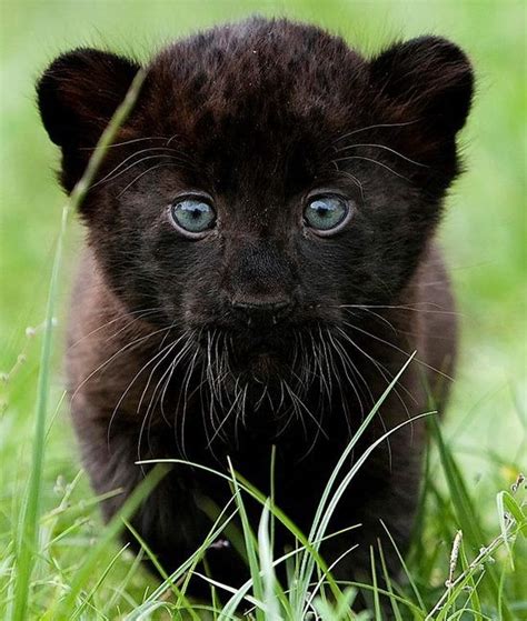 A Baby Black Panther :) | Cute animals, Cuddly animals, Baby animals