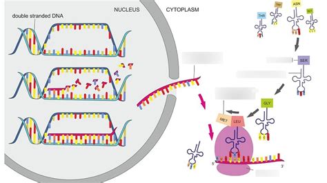 HSC Biology - Polypeptide Synthesis Diagram | Quizlet