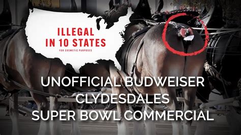 The Unofficial 2023 Budweiser Clydesdales Super Bowl Commercial - YouTube