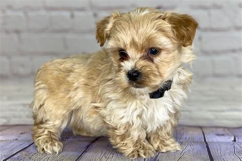 Yorkipoo Puppies for Sale (Reasonable Adoption Fees)