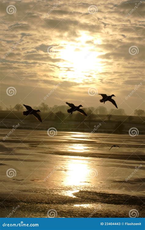 Flight of Birds at Sunset stock image. Image of sunset - 23404443