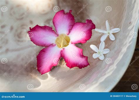 Desert rose stock image. Image of flora, closeup, beauty - 30483117