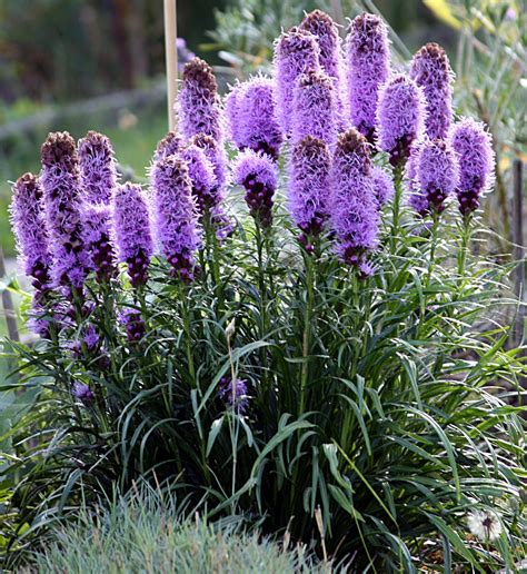 SPRING PLANTING BULBS: LIATRIS SPICATA BULBS 10 PCS 127