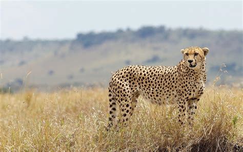 Cheetah Wild Cat Nature HD desktop wallpaper : Widescreen : High ...