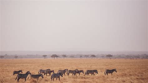 Camping in the Serengeti: What it's Really Like | Intrepid Travel Blog