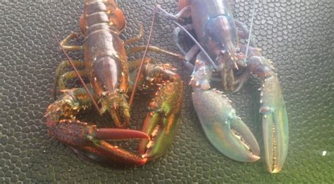 Contest featuring 'rainbow lobster' turns a little green with envy | CBC News