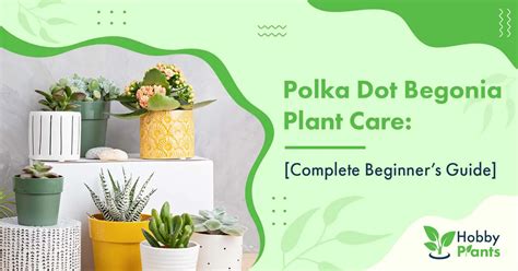 Polka Dot Begonia Plant Care: [Complete Beginner's Guide]