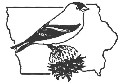 How the Goldfinch Became Iowa's State Bird