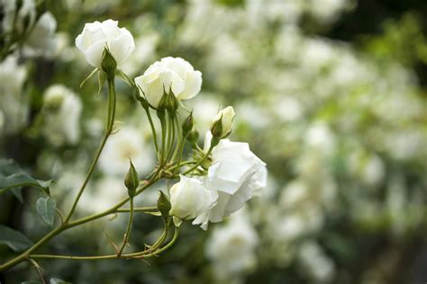 10 Great Shrubs That Bloom With White Flowers