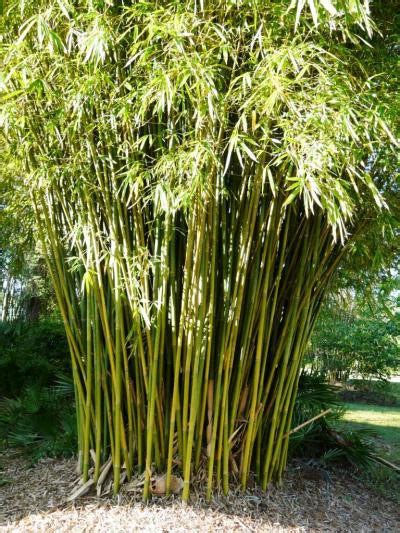 Graceful Bamboo | Slender Weavers | Bambusa Textilis Gracilis · Bamboo Plants Online