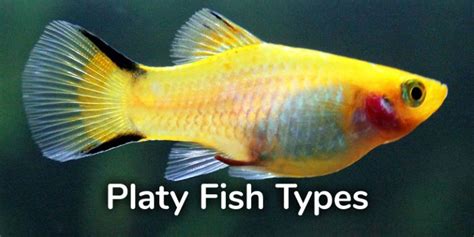 16 Different Types of Platy Fish (With Pictures) - AquariumNexus