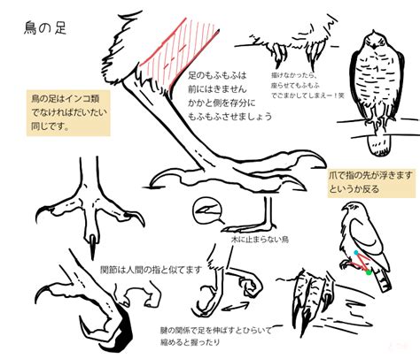 Art reference, Bird drawings, Drawing tutorial