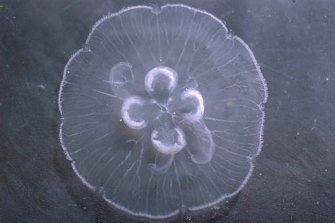 Moon Jelly - The Australian Museum