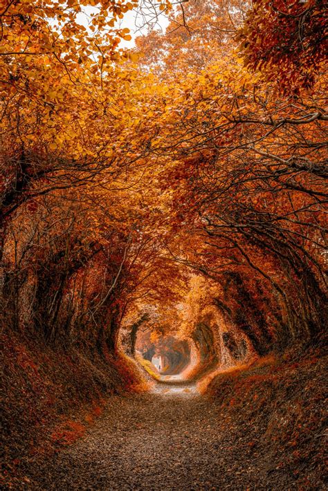 Halnaker Tunnel of Trees, old Chichester to London Roman Road. : r/MostBeautiful