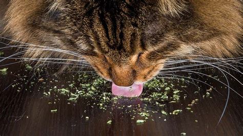 What’s Catnip? Understanding Its Effects on Your Feline Friend ...