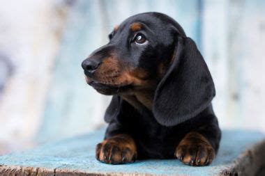 Are Dachshunds Easy to Train? - I Love Dachshunds