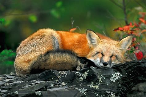 "Red Fox Sleeping" by Nathan Lovas Photography | Redbubble