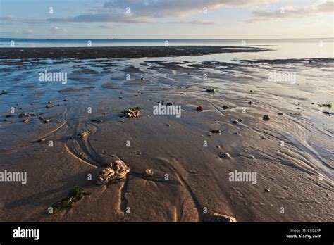 Wadden sea national park schleswig holstein hi-res stock photography ...