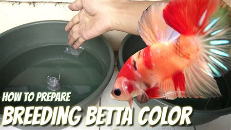 Betta Fish Breeding - How To Breed Betta Fish With Pictures Wikihow ...