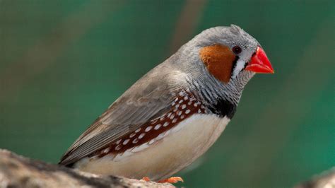 Zebra Finches Sing to Their Unborn Chicks to Warn Them of Rising Temperatures — NOVA Next | PBS