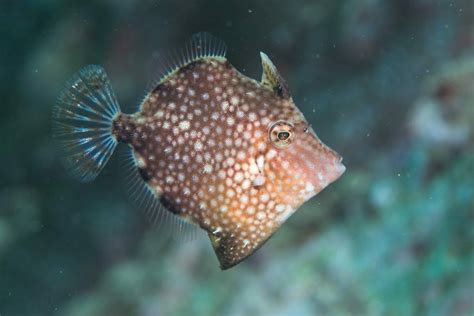 Threadsail filefish - 114e HK Reef Fish