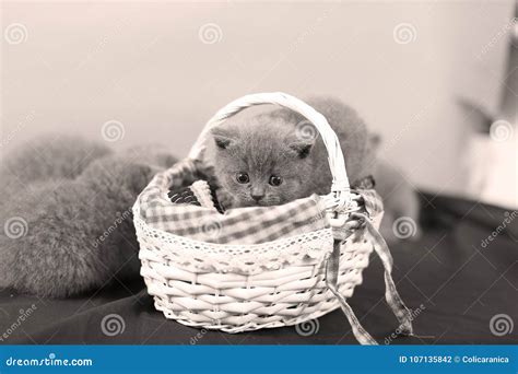 Kittens play in basket stock photo. Image of capture - 107135842