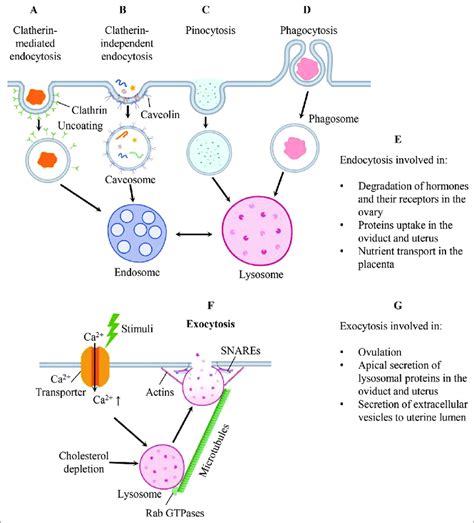 ++ 50 ++ exocytosis and endocytosis 275586-Exocytosis and endocytosis definitions