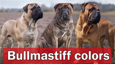 Bullmastiff Colors | Different Types of Bullmastiff Colors And Pattern @AnimalSector - YouTube