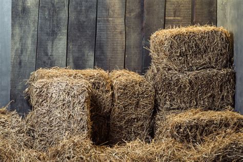 42,174 BEST Barn Hay IMAGES, STOCK PHOTOS & VECTORS | Adobe Stock