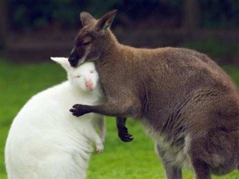 kangaroo hug | "all creatures great and small" | Pinterest