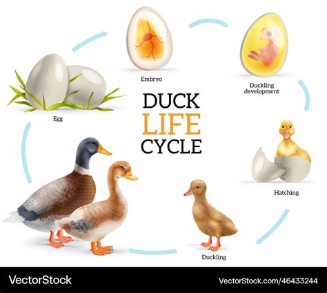 Duck life cycle infographics Royalty Free Vector Image