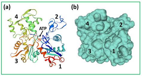 Structure of the G-actin monomer [37], but here from human cardiac... | Download Scientific Diagram