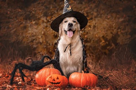 25 Golden Retriever Halloween Costumes | Hepper