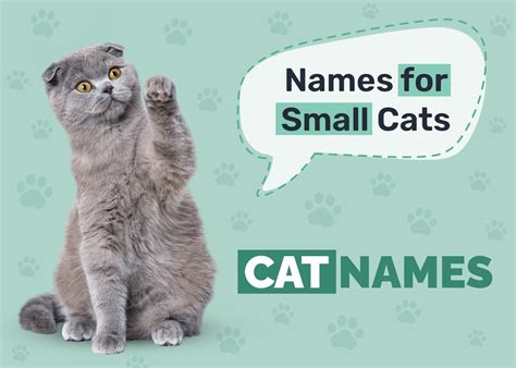 300+ Small Cat Names: Options For Your Tiny Cat - Catster