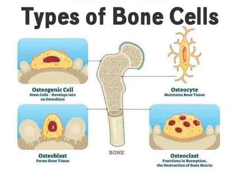 Bone Cells