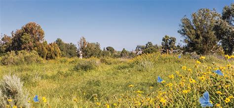 Rediscovering the Palos Verdes Blue Butterfly