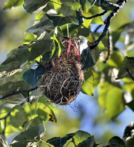 Bullock's Oriole nest | (1891) | Glen Bodie | Flickr