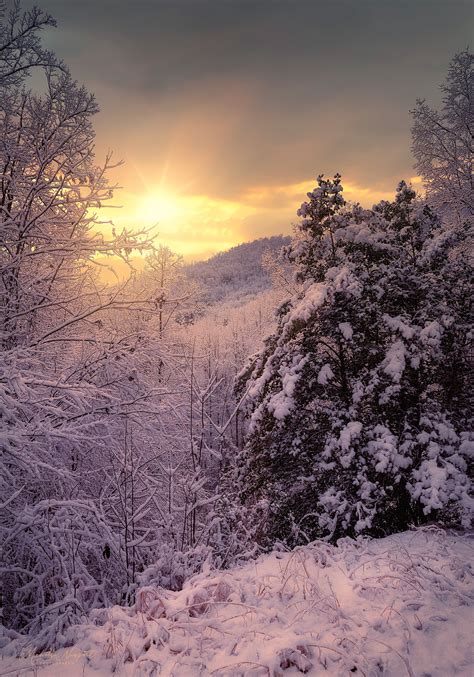 Snowy Sunrise in the Forest on Behance