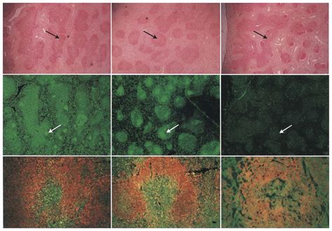 Germinal center formation. Histology sections taken from spleens of... | Download Scientific Diagram